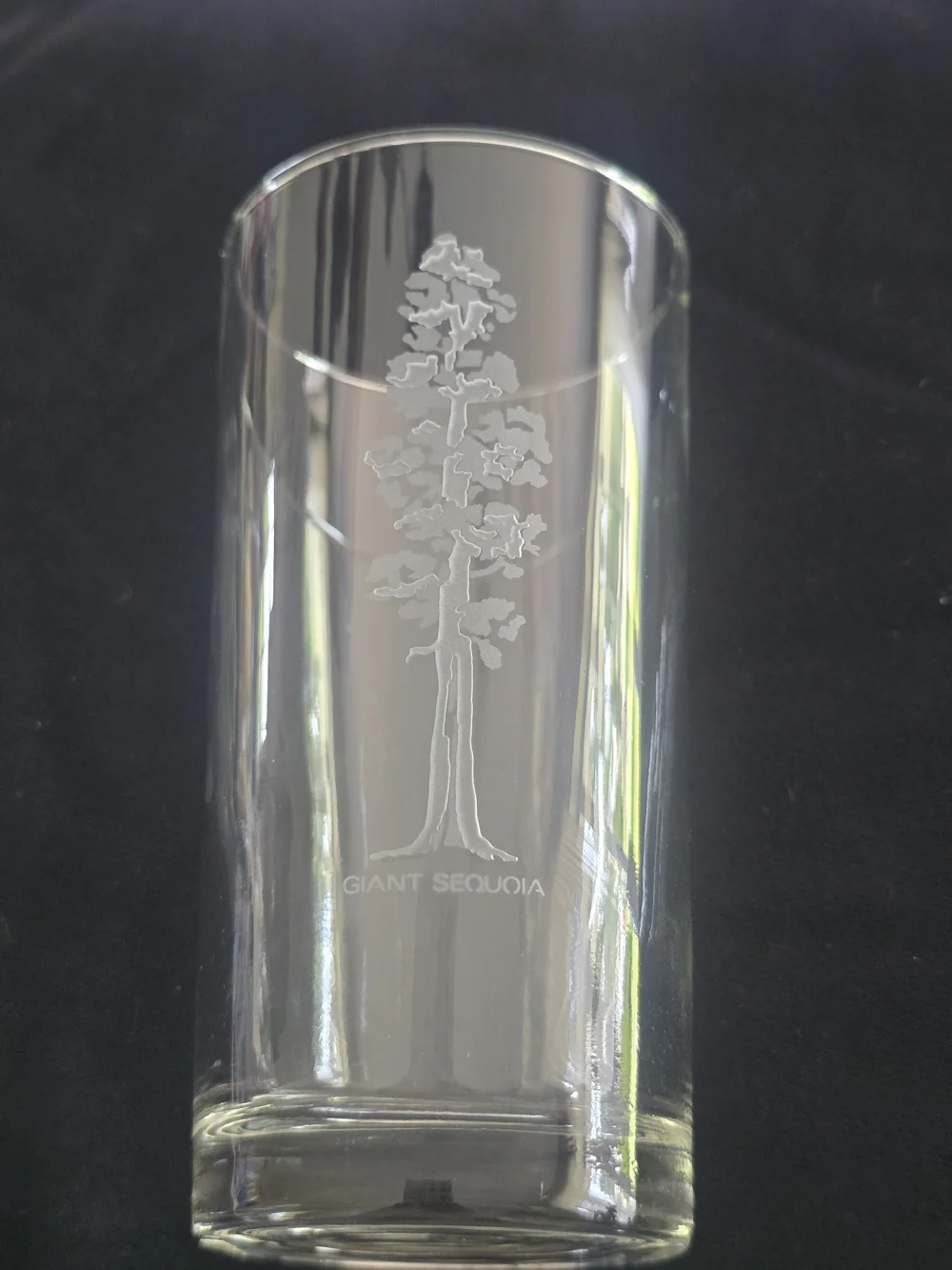 The Libbey Glass Co. Etched Tree Design Clear Glass Highball Tumblers Set of 6